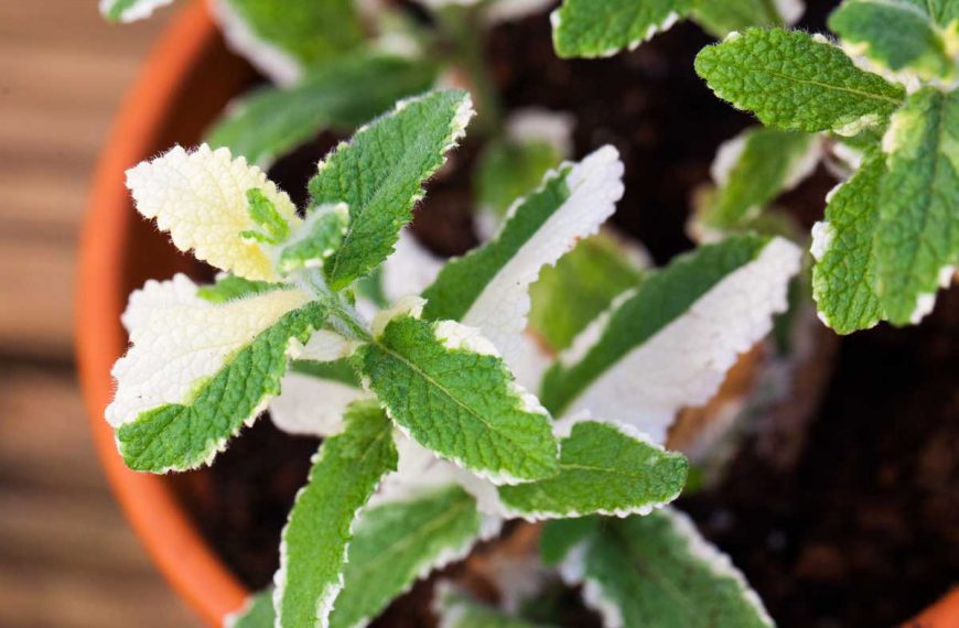 How to Plant and Grow Pineapple Mint
