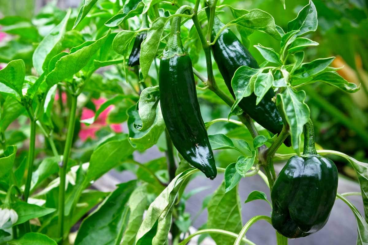Three poblano peppers hanging from the vine in a home garden.