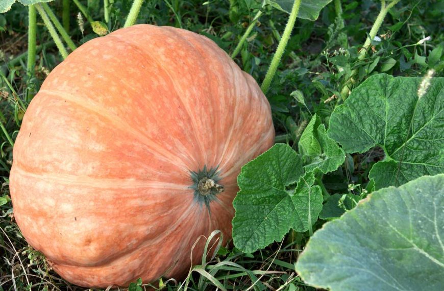 How to Plant and Grow Pumpkins at Home