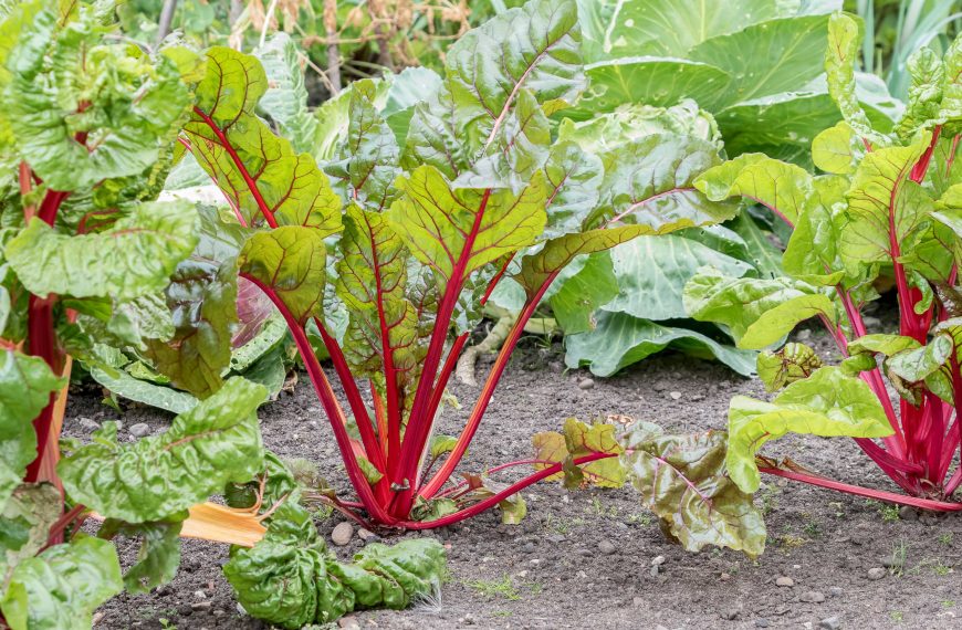 Rhubarb plant growing in the garden.