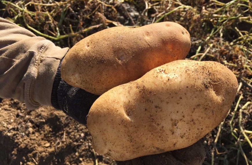 Two large Russet Burbank potatoes being held in a hand.