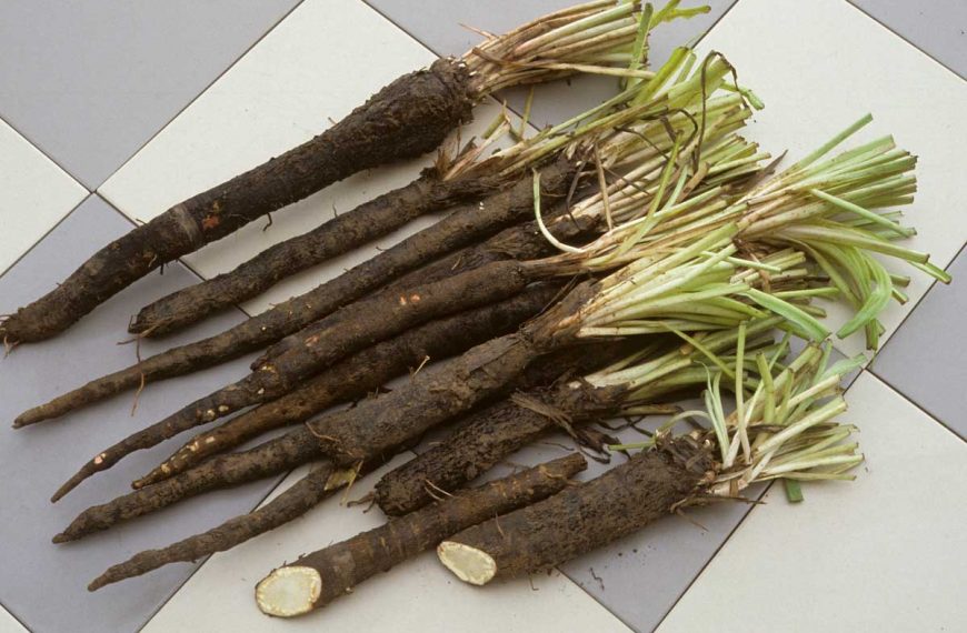 Freshly harvested salsify roots laying on a tiled floor.
