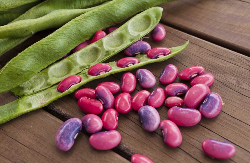 Freshly harvested scarlet runner beans with their green pods.