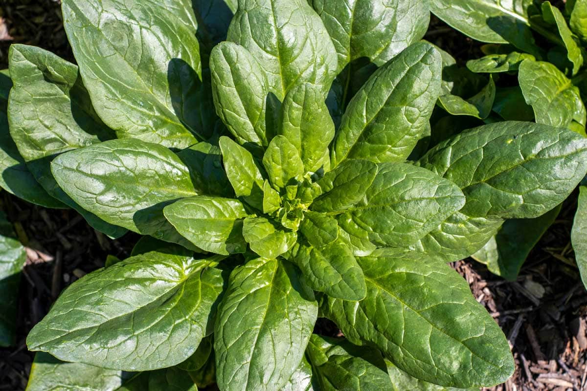 Overhead close-up view of a head of spinach growing in a mulched vegetable garden bed.