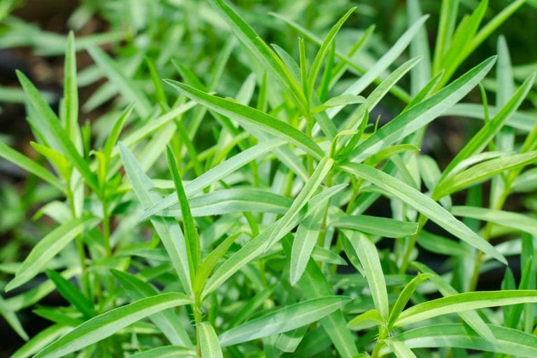 How to Plant and Grow Tarragon