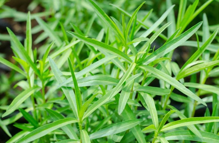 How to Plant and Grow Tarragon