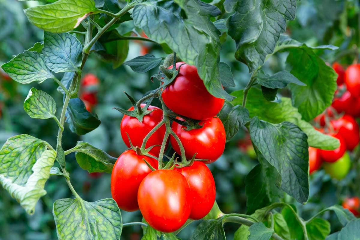 How to Plant and Grow Tasty Tomatoes