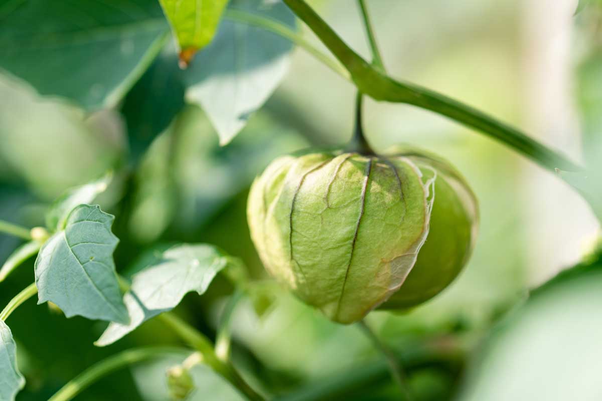Close up of tomatillo fruit growing on a vine.