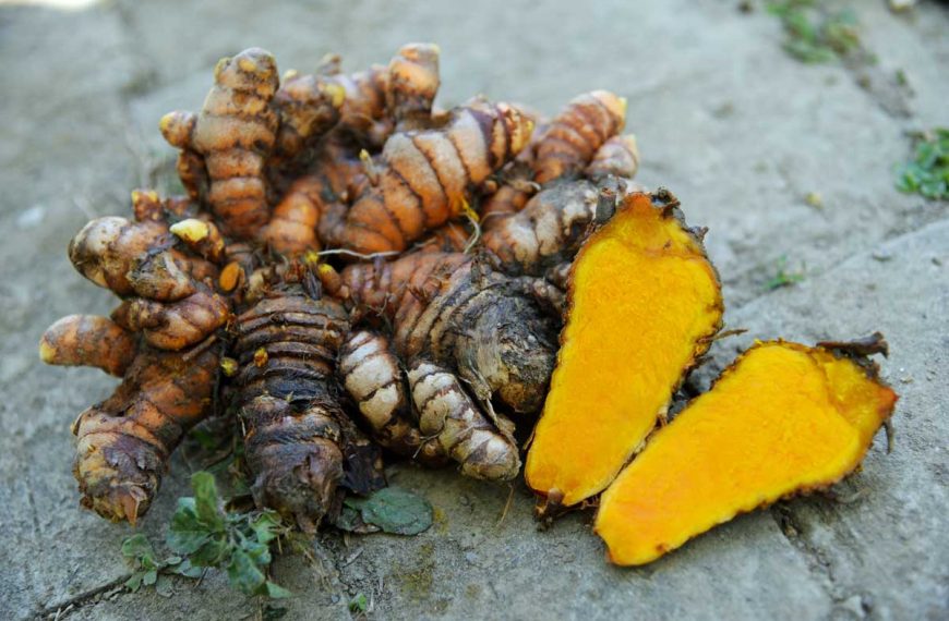 How to Plant and Grow Turmeric at Home