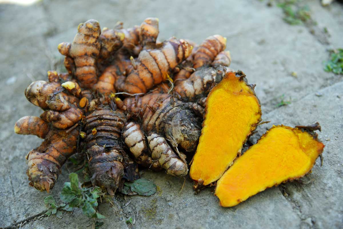 A clump of freshly harvested turmeric roots.