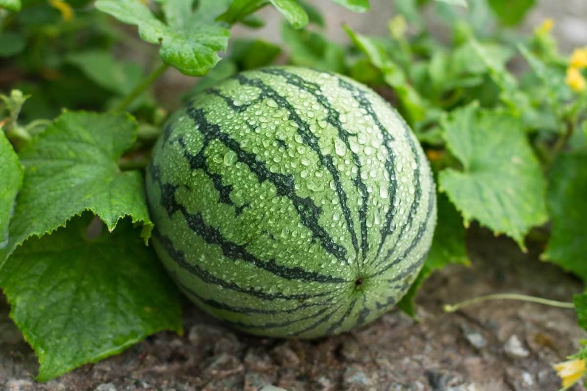 Watermelon growing from the vine in a home garden.