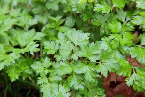 Parsley plant in a herb garden.
