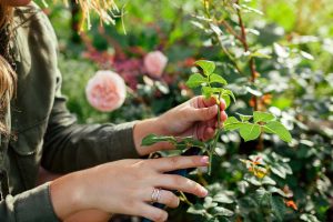 Woman's hands holding rose stem cutting in a summer garden.