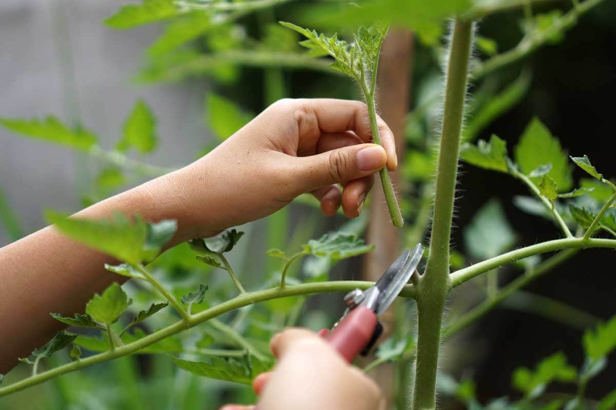 Human hands use clippers to prune the shoots that grow between the stems and branches of a tomato plant.