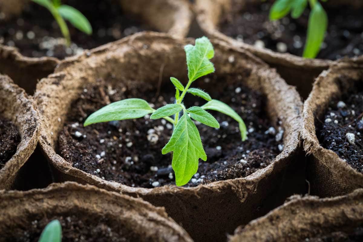 Tomato plant seedling in brown peat pots.