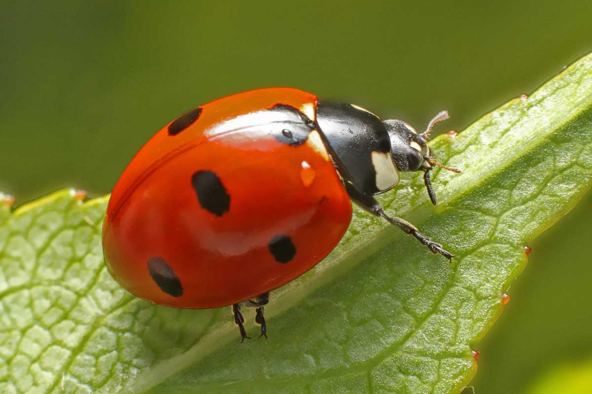 Ladybug sitting on a green leaf.