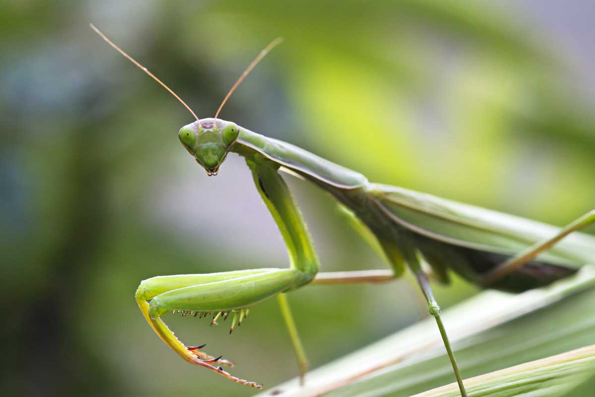 How to Use Praying Mantises as Beneficial Insects in the Garden