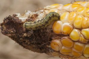 A corn earworm eating the kernels on the tip of a corn cob.