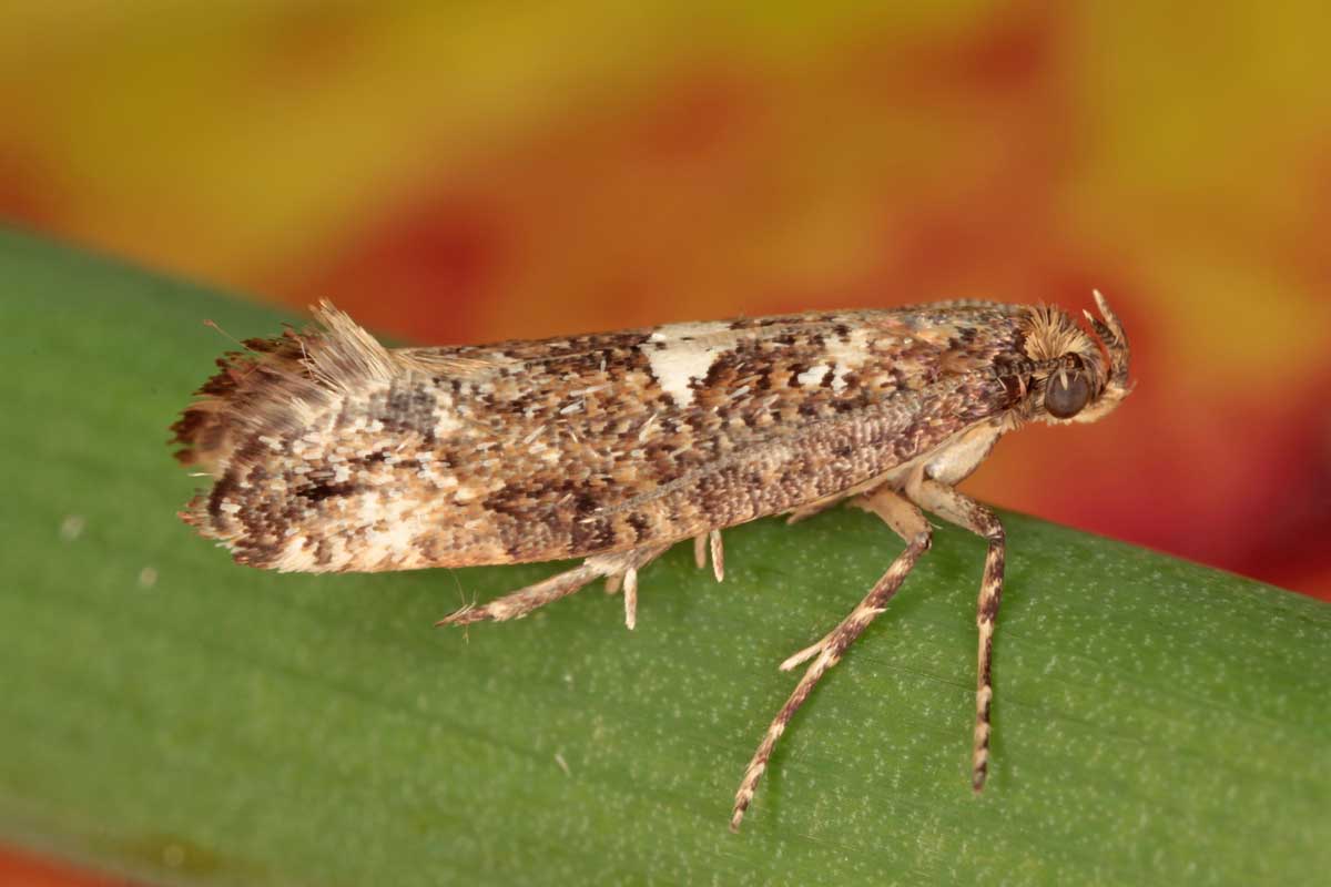 Adult leek moth (Acrolepia assectella) sits on an allium stem.