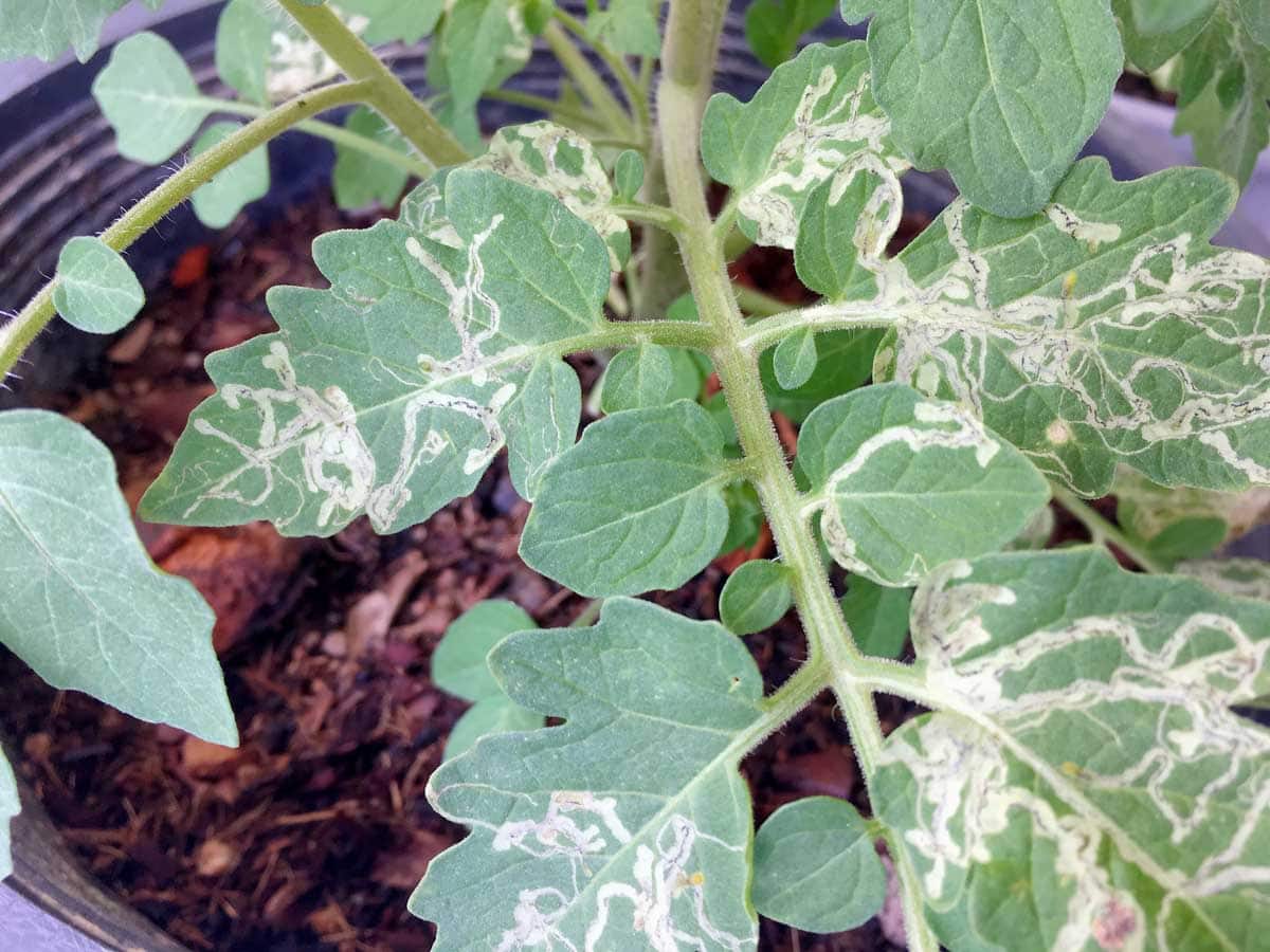 Leaf miner tunnels in tomato leaves.