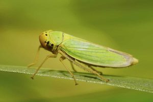Macro of a caucasian green leafhopper sitting on a green leaf of a plant.