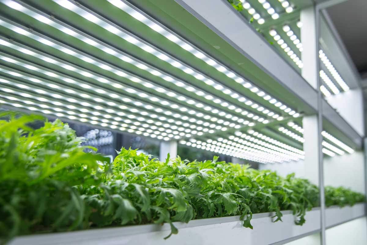 Vegetables growing indoors under grow lights.
