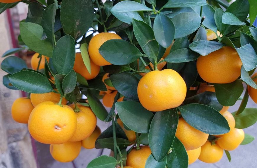 Ripe oranges hanging on a small tree planted in a pot.