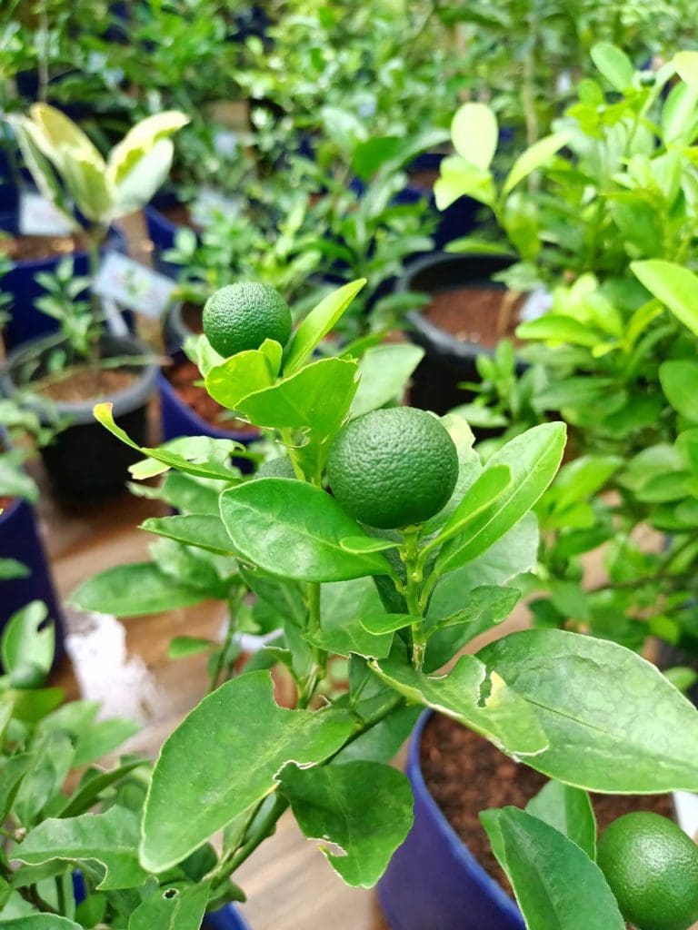 Several potted lime trees with fruit being grown as houseplants indoors.