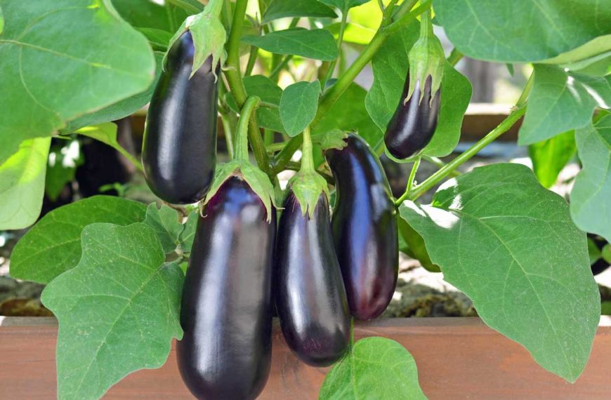 Eggplant Growing Guide: Learn to Plant and Care for Eggplants