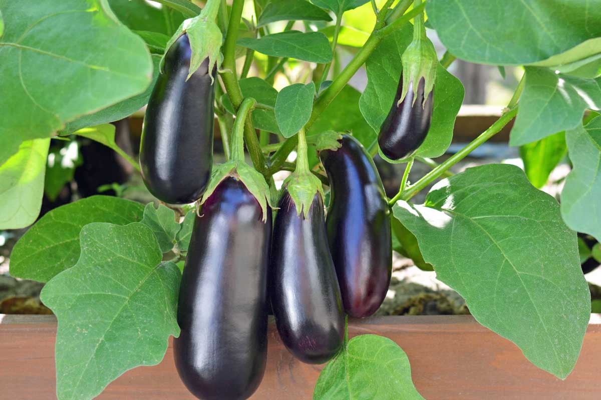 Ripe, purple eggplants growing in a vegetable garden.