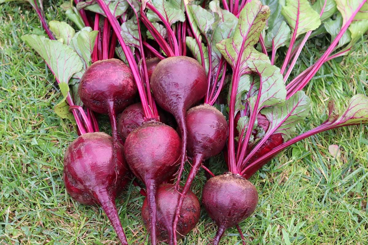Pile of freshly harvested beetroots laying in a grass lawn.