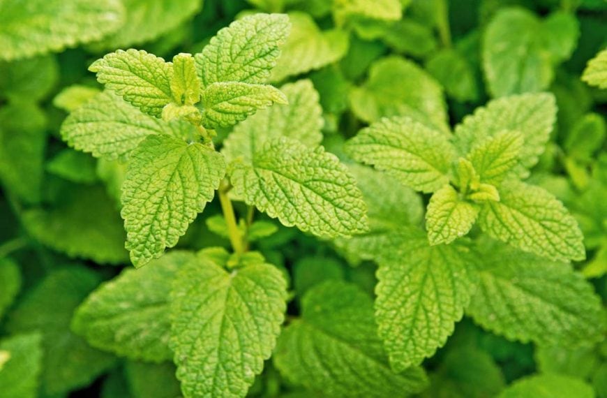 Close up of a lemon balm plant growing in a herb garden.
