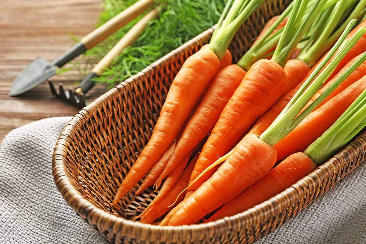 Little Fingers Carrots in wicker basket.