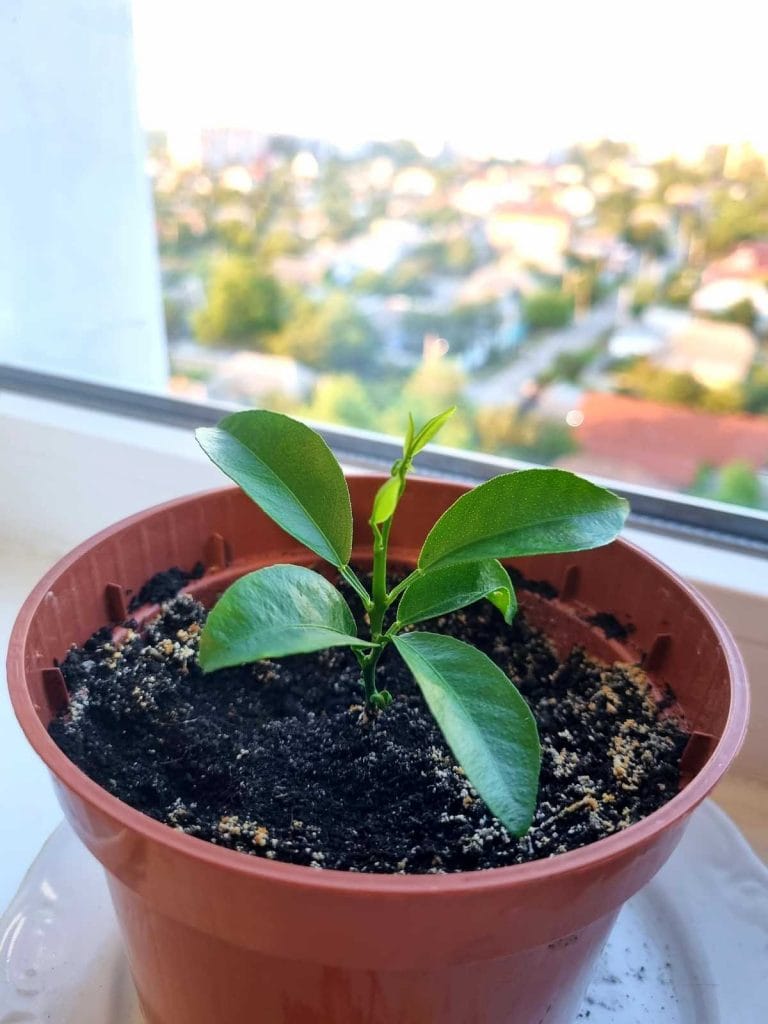 Close up of mandarin orange tree seedling growing in a pot placed on a sunny window sill.