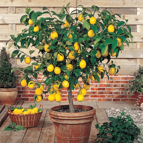 A potted meyer lemon tree on a patio.