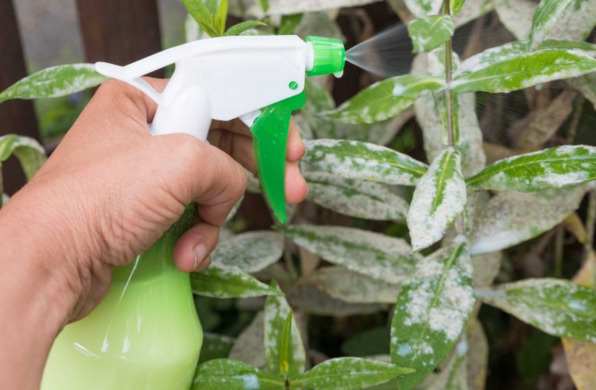 A spray bottle being used to apply milk to the leaves of a plant infected with powdery mildew.