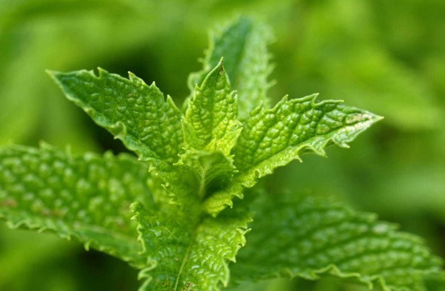 Moroccan Mint: Planting and Growing Guide