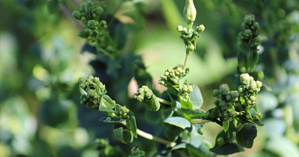 My Spinach is Bolting What to Do?