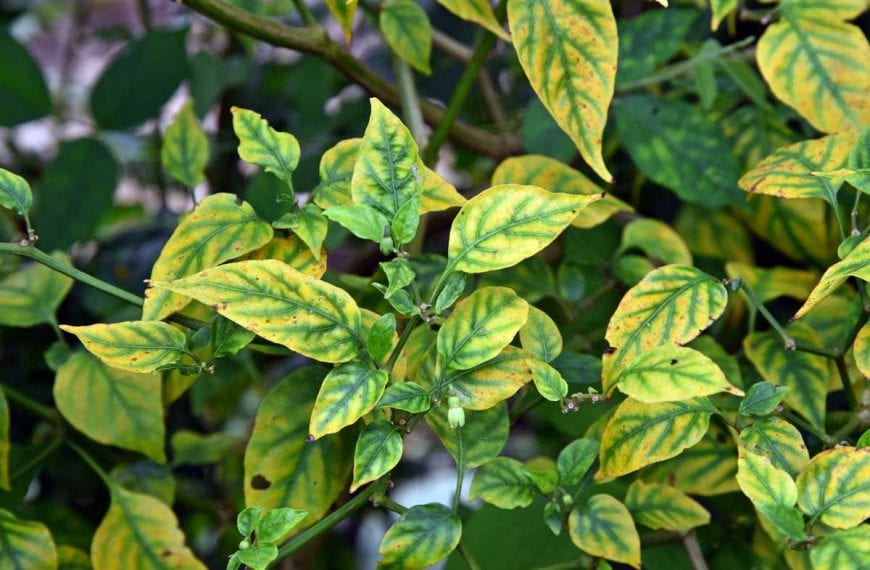 Pepper plant leaf disorder from trace element deficiency.