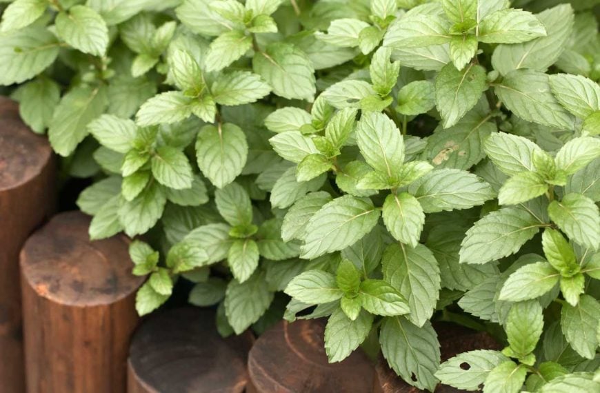 Orange Mint: Planting and Growing Guide