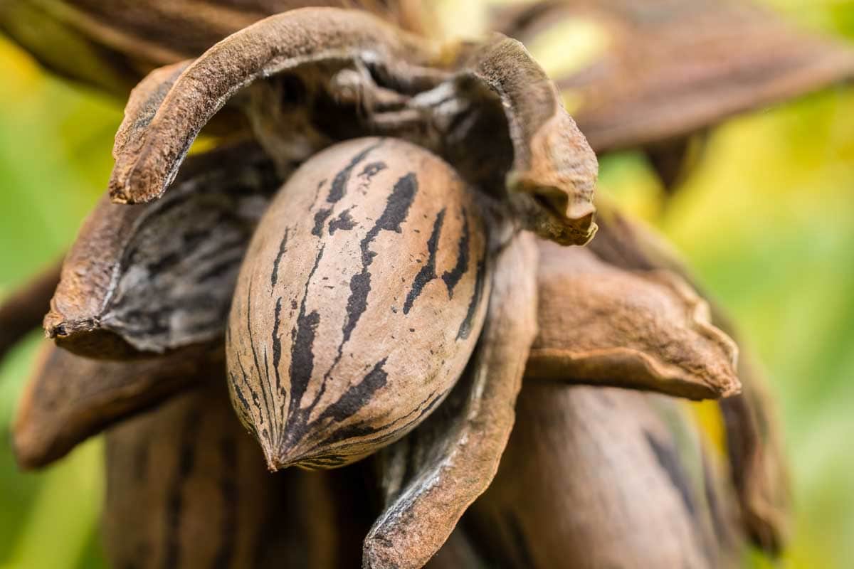 Closeup of a pecan nut with husk fully open, ready for harvest.