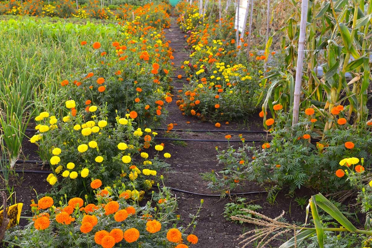Marigold plants grown in a veggie garden as a trap crop.