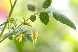 Close up of yellow flowers on a young tomato plant.