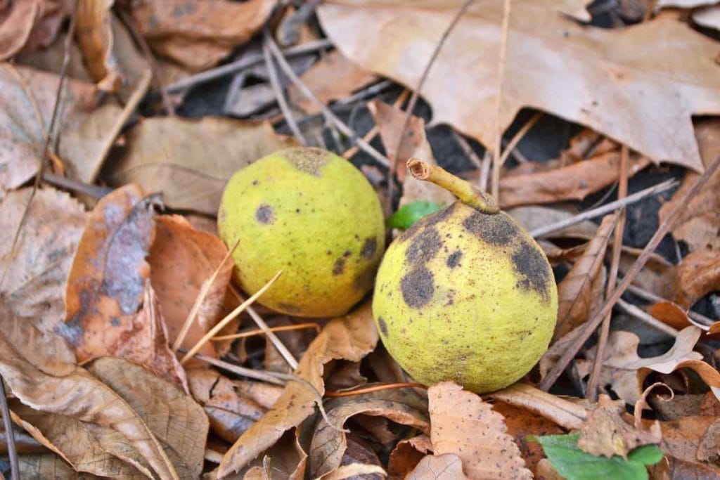 Plant Allelopathy: 10 Plants That Produce Allelopathic Chemicals