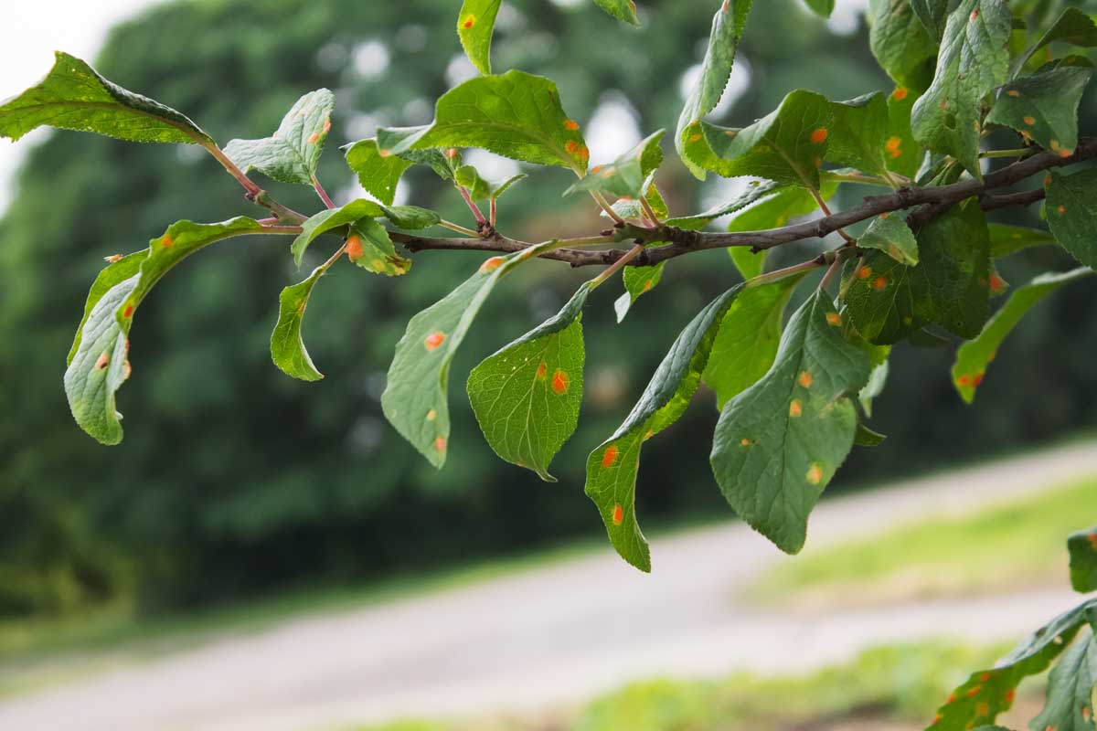 Plum leaves with brown spots indicating a viral disease.