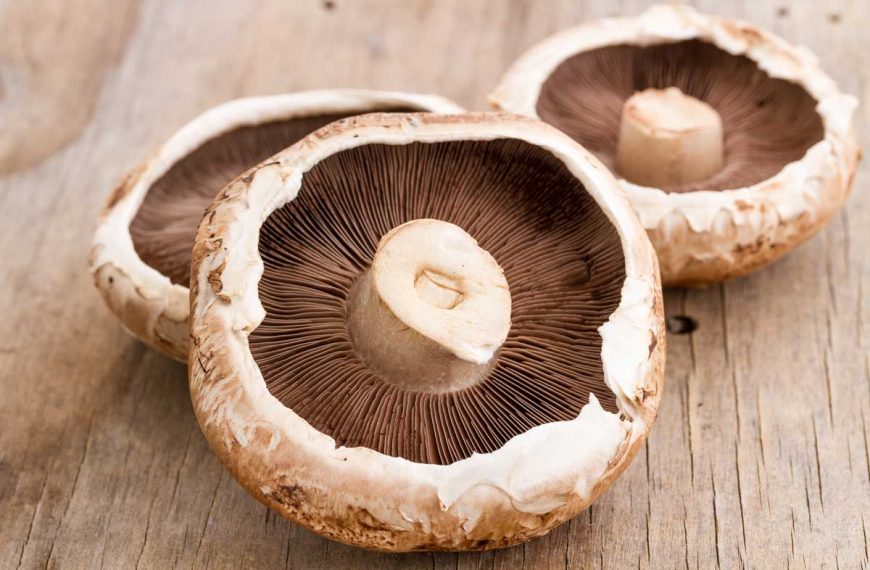 Three harvested portobello mushrooms on a wooden surface.