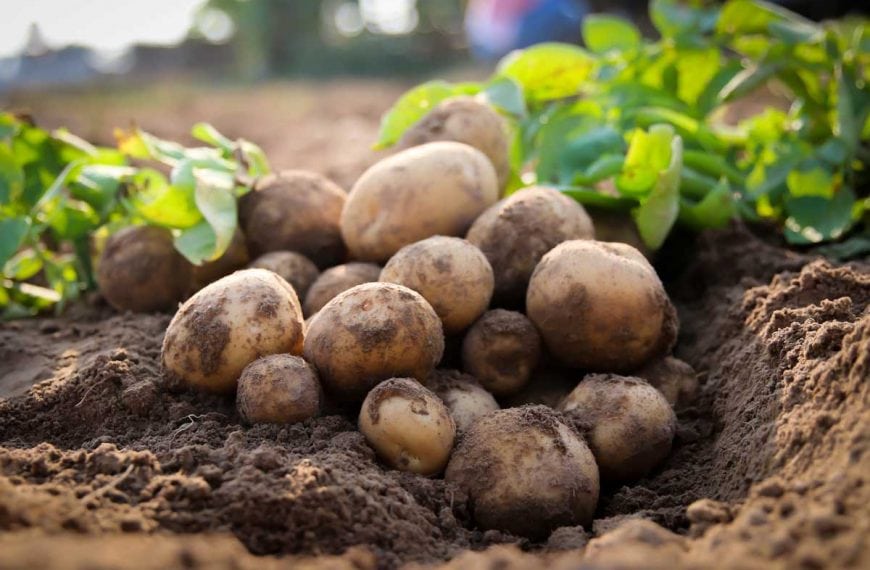 Freshly dug potatoes resting in garden soil.