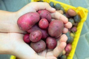Human hands hold potato tubers of different sizes.