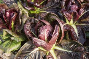 Radicchio or Italian chicory growing in a home garden.