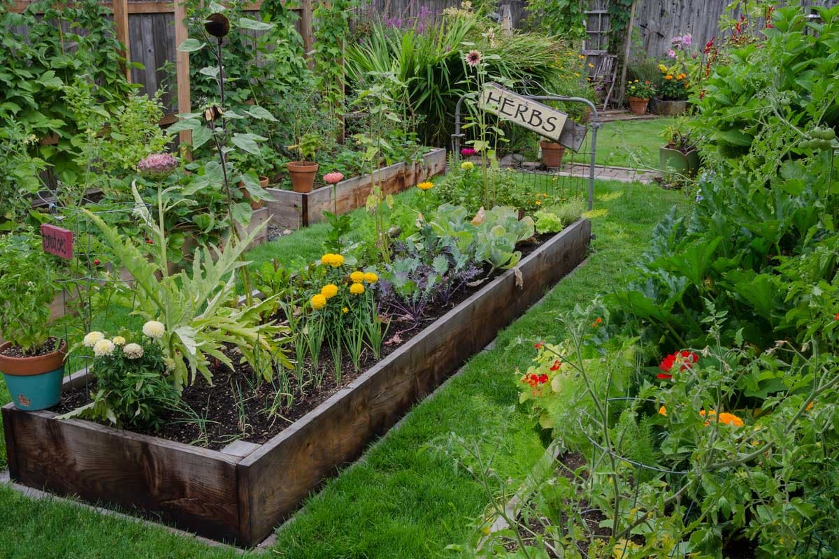 A raised bed filled with herbs and vegetables is centered between other raised vegetable and herb beds.
